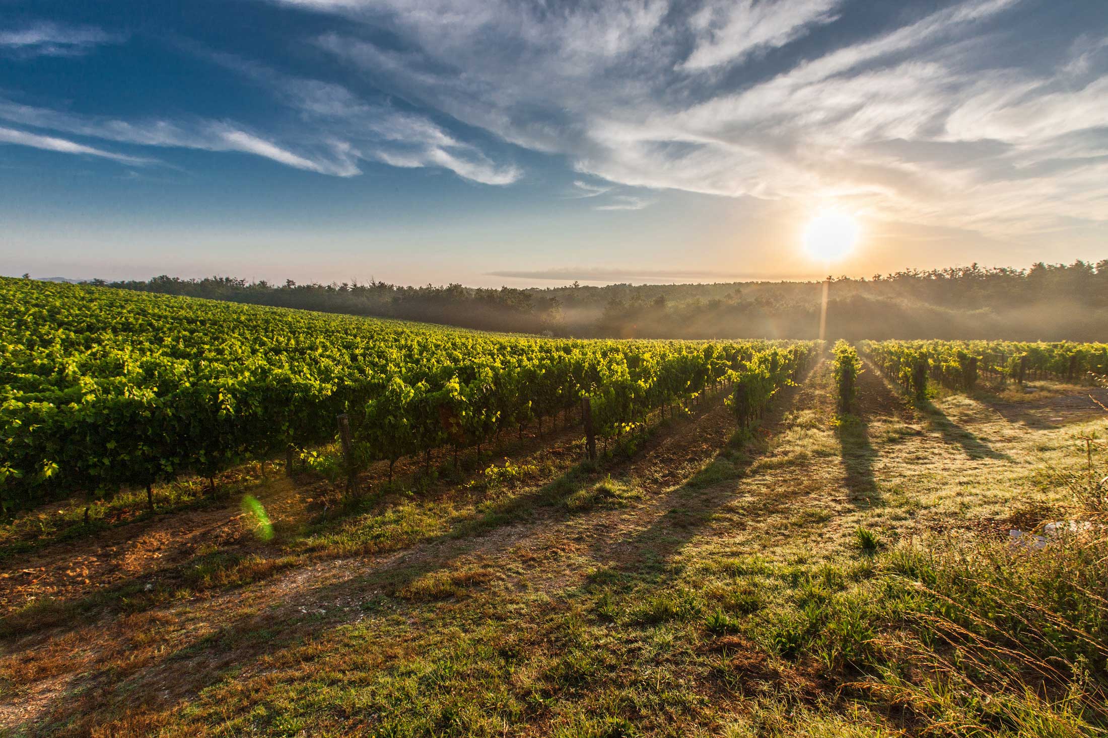 Vue sur les vignes de Chablis